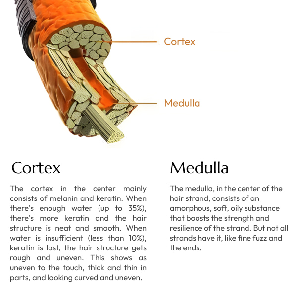 cortex-medulla