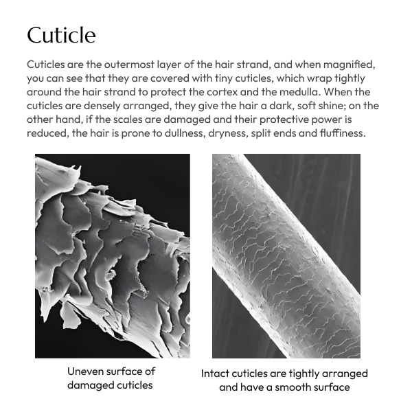 cuticle